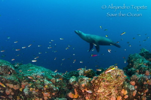 Sea Lion on the reef, La Paz Mexico by Alejandro Topete 